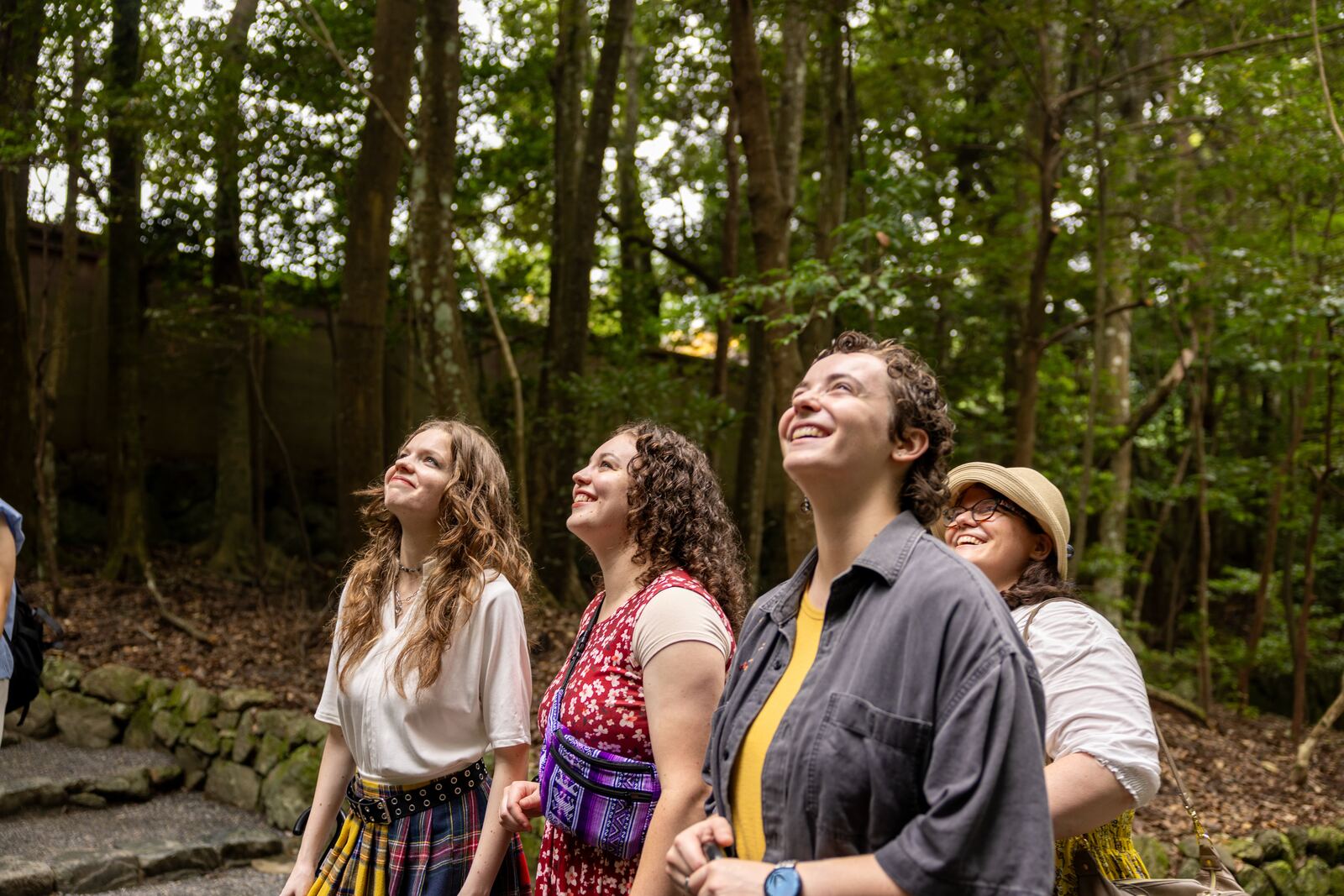 Guests looking up at the towering forest canopy, smiling