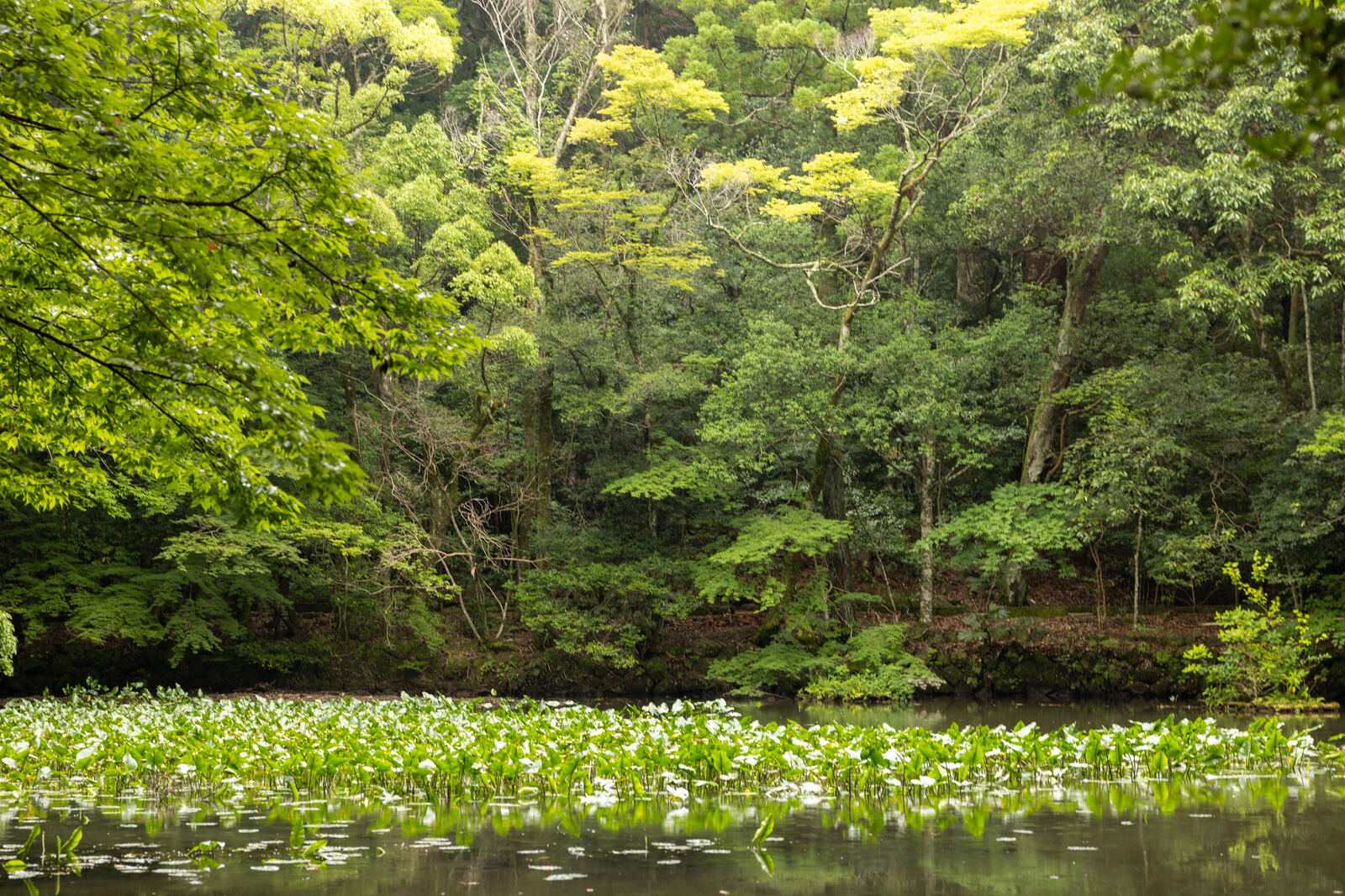 A still forest pond covered in lily pads